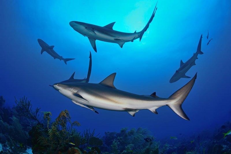 Anthony's Key Tauchbasis