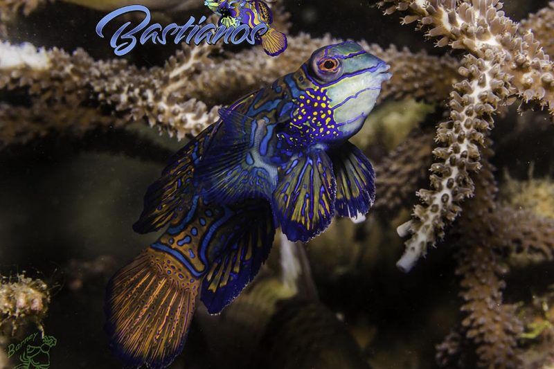 Bastianos Tauchbasis Bunaken