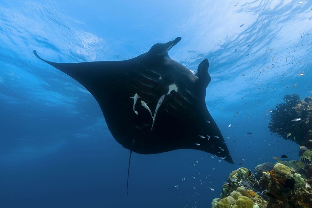 RAJA4DIVERS Tauchbasis