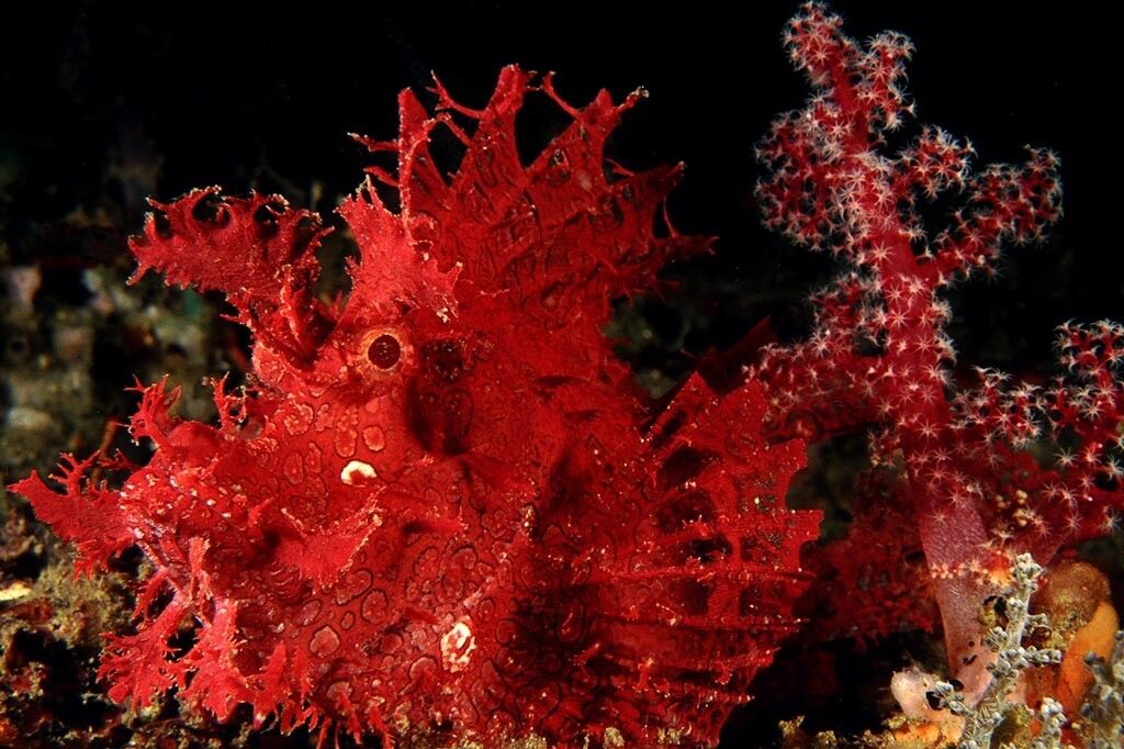 Black Sand Dive Retreat Tauchbasis