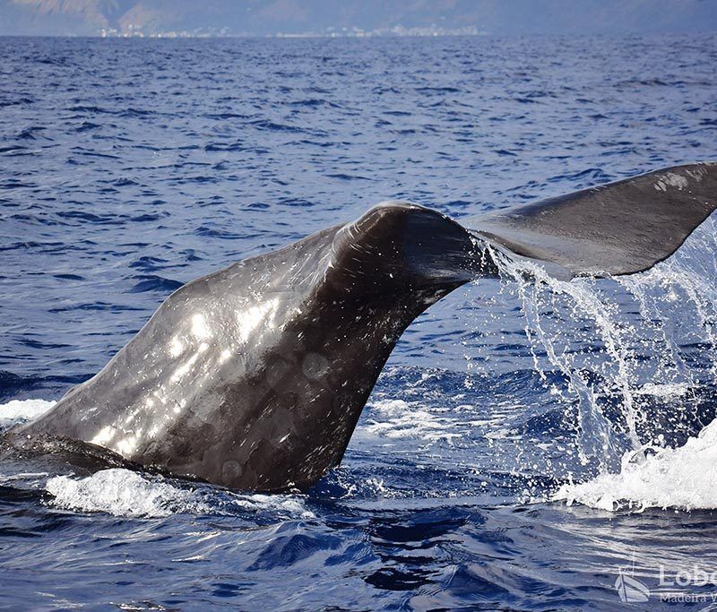Delfin- und Walbeobachtung Madeira