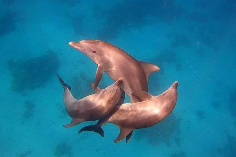 Tauchen Unter Freunden: Top-Angebot