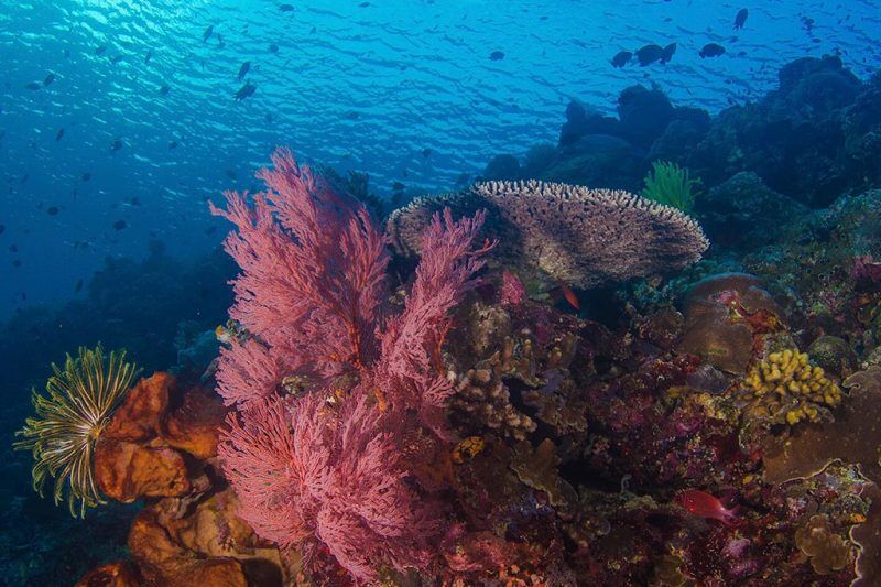 Bunaken Oasis PADI 5* Dive Center