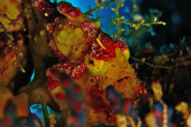 Two Fish Divers Bunaken