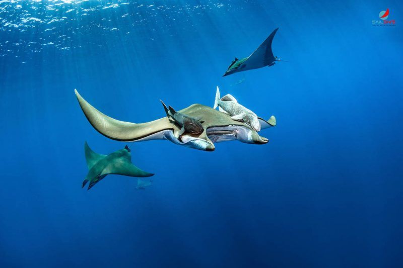 SailDive Liveaboard Azores