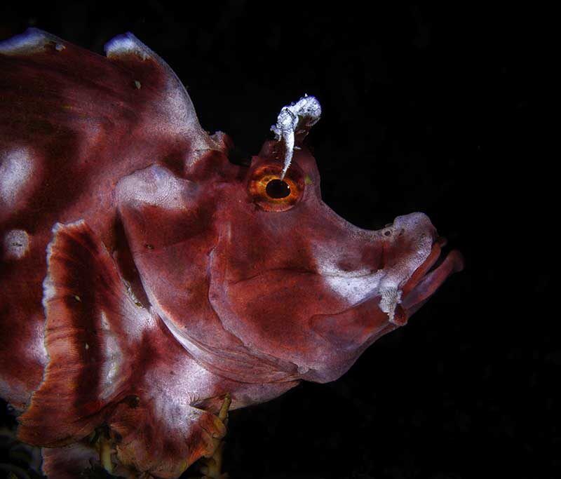 Alor Tanapi Dive Center