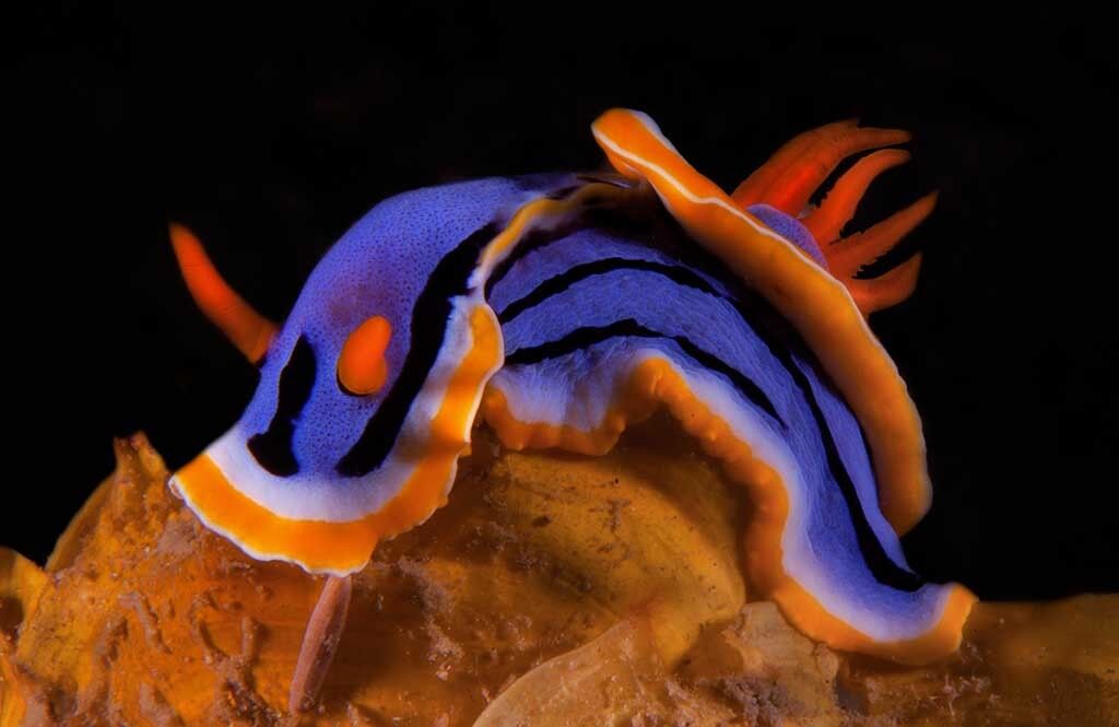 Asia Divers - Puerto Galera