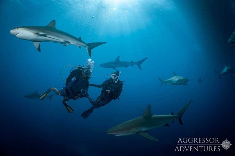 Bahamas Aggressor II