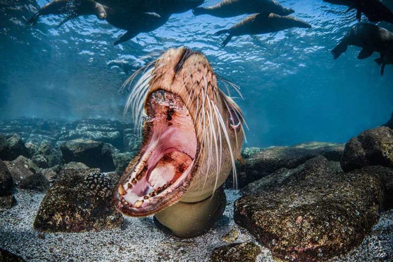 Buceo Carey Tauchcenter