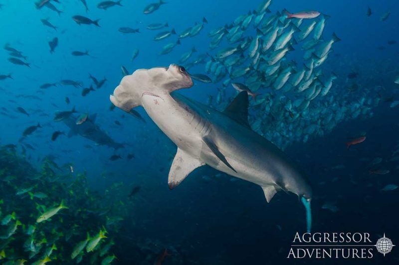 Cocos Island Aggressor