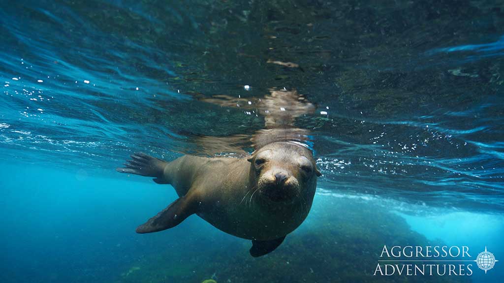 Galapagos Aggressor III