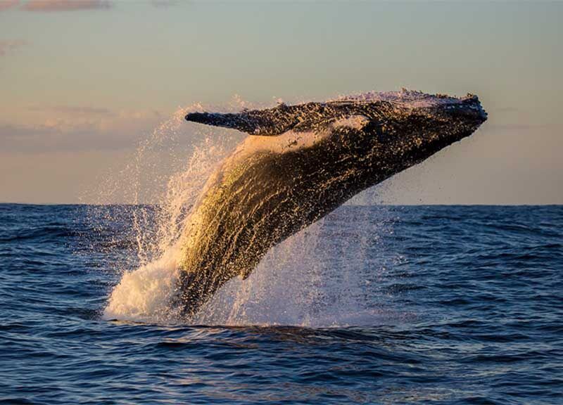 Südafrika - Sandtigerhai und die Migration der Buckelwale