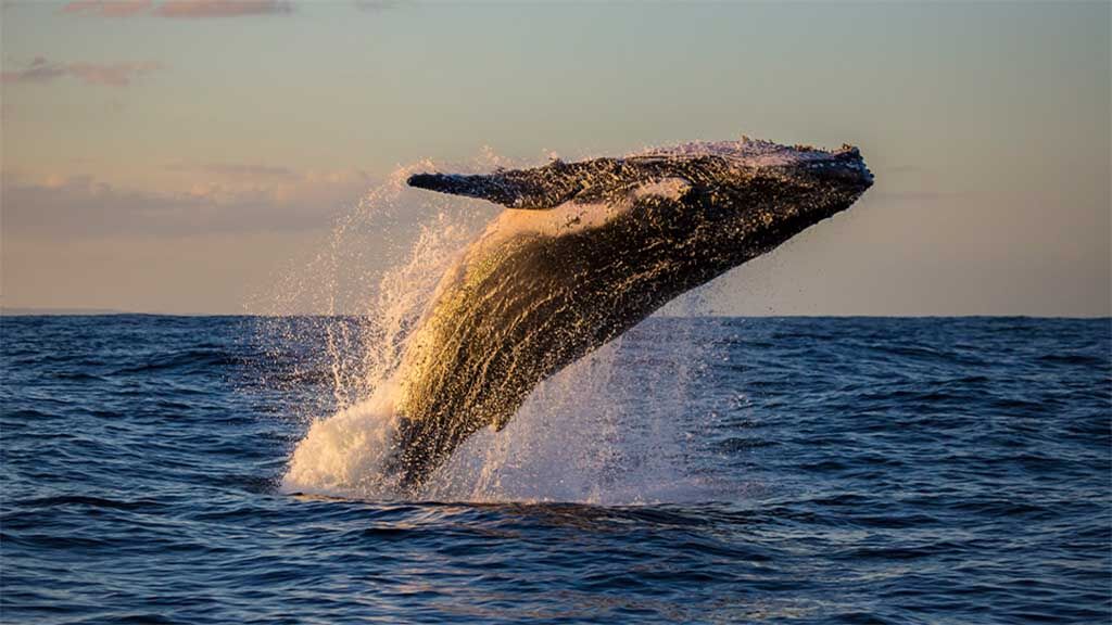 Südafrika - Sandtigerhai und die Migration der Buckelwale