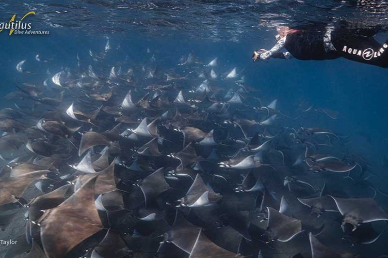 Nautilus Belle Amie - Sea of Cortez