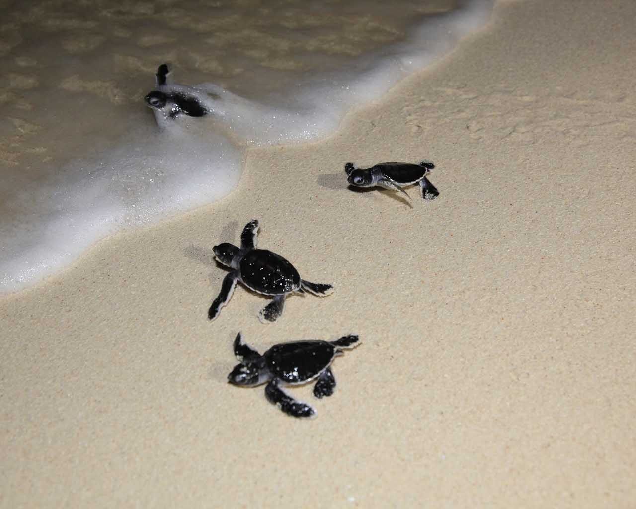 Sangalaki Dive Center