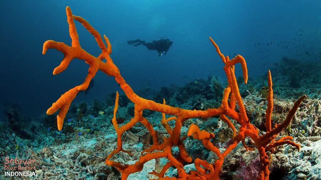 Selayar Dive Resort Tauchbasis