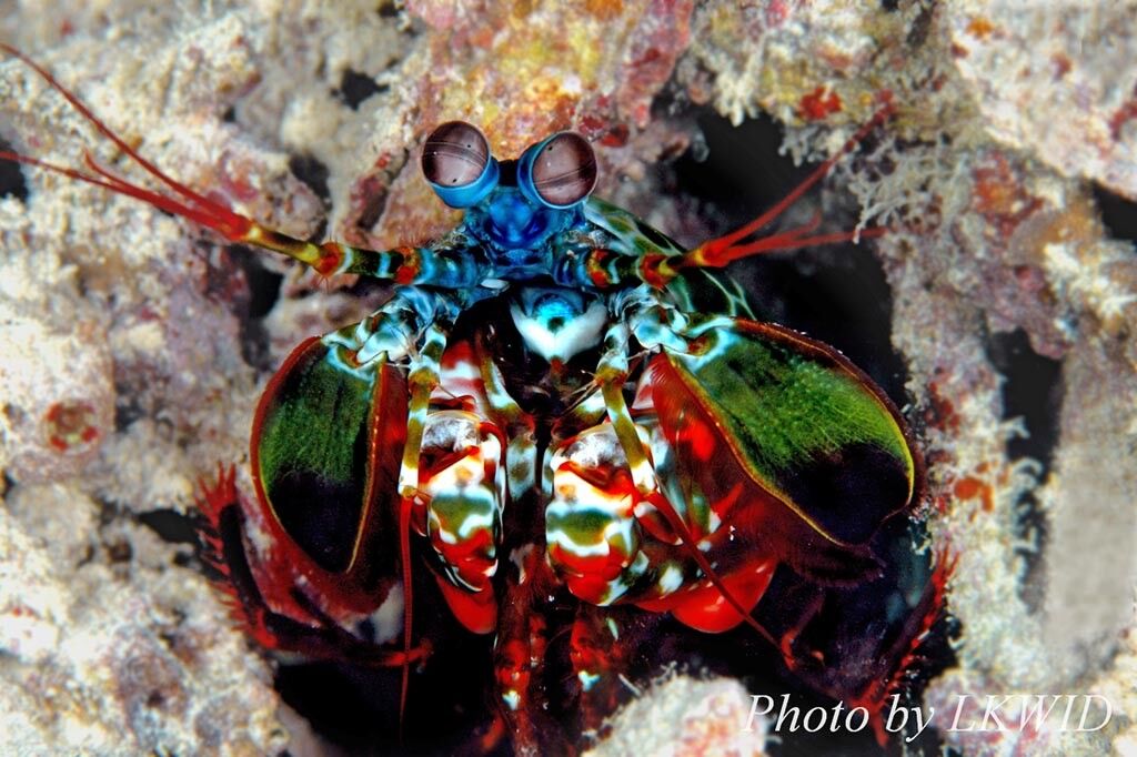 Lankayan Island Dive Center