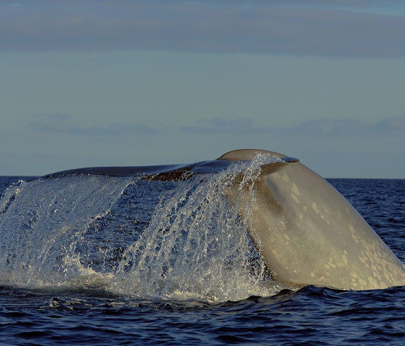 Delfin- und Walbeobachtung - Pico