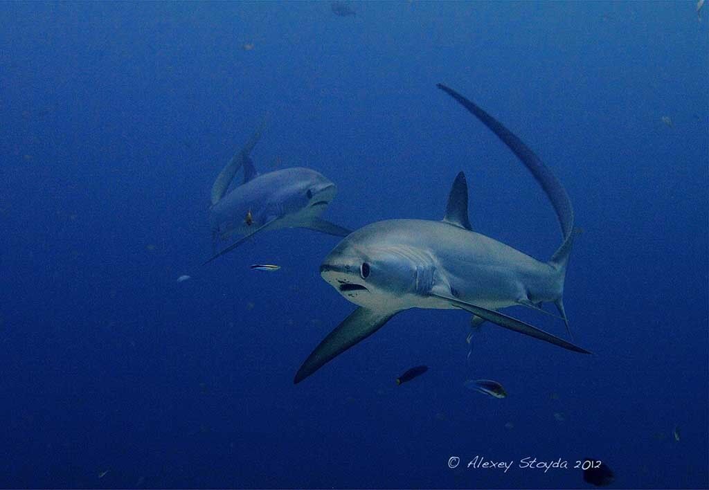 Sea Explorers Malapascua