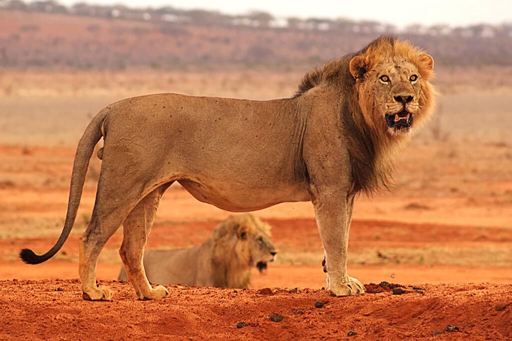 Satao Camp