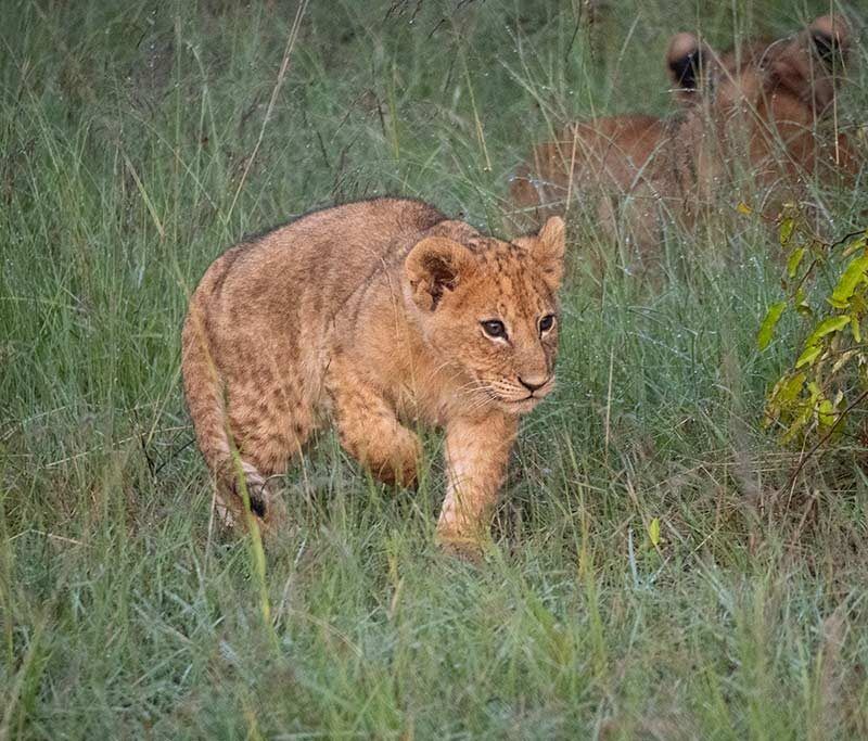 Mara Bush Camp