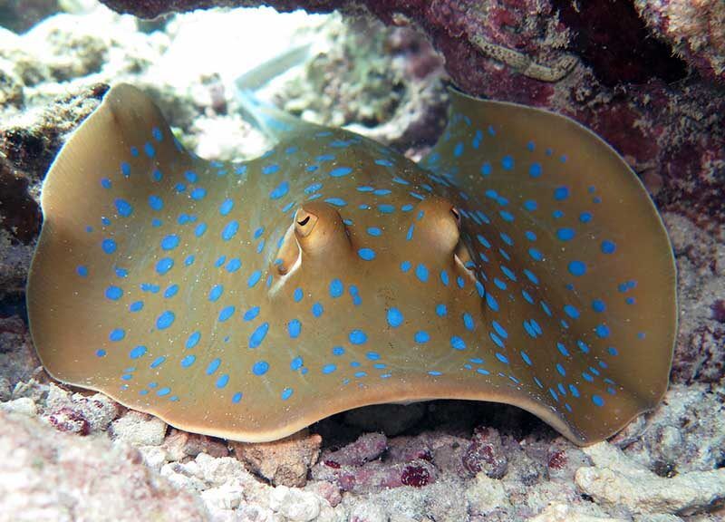 Diving Bira