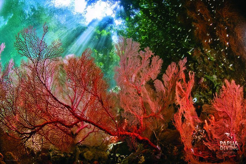 Papua Diving
