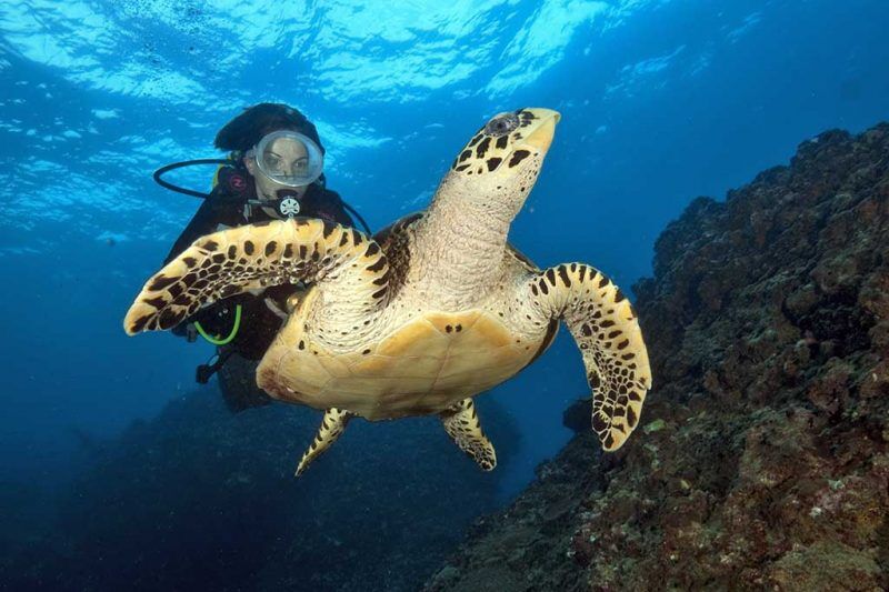 Sea Bees - Khao Lak