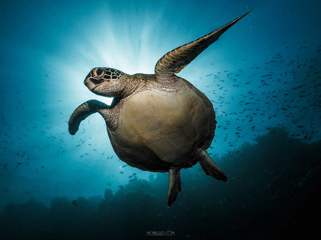 Cebu Fun Divers