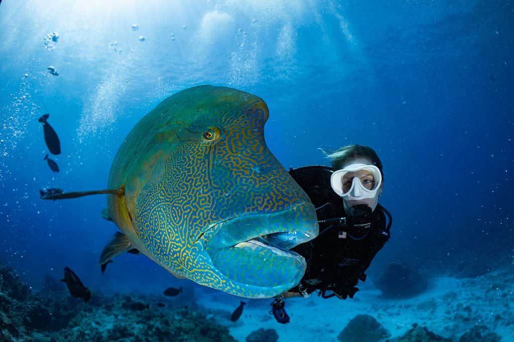 Fish 'n Fins