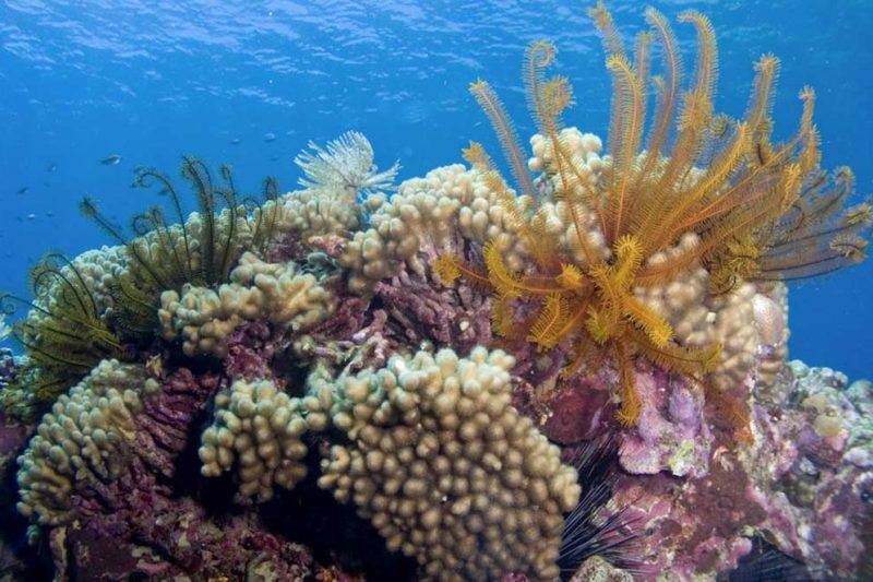Fort Young Dive