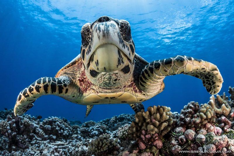 Topdive Motu Penu