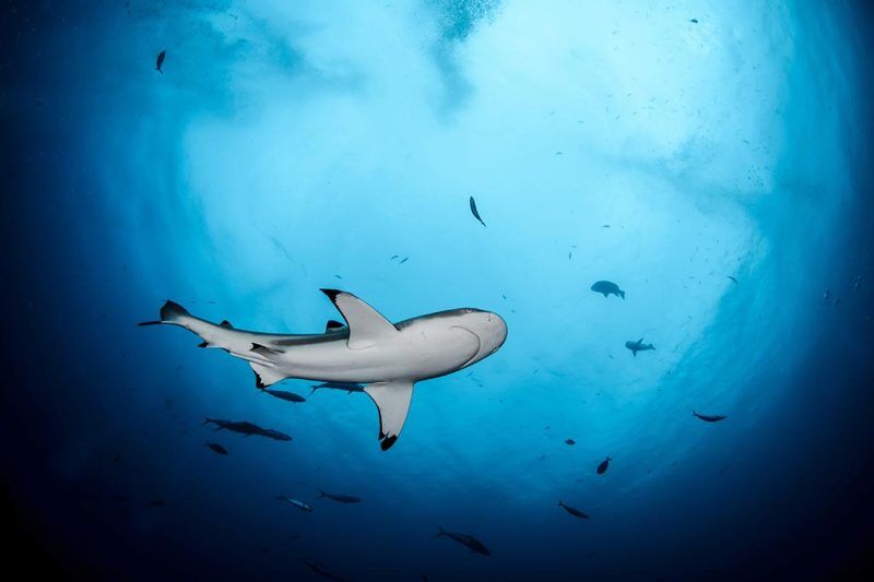 Topdive Rangiroa