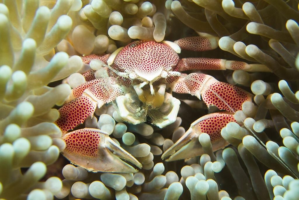 Scuba Nosy Be