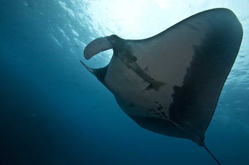 Deep Blue Diving