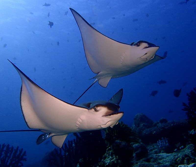 Euro Divers Eriyadu