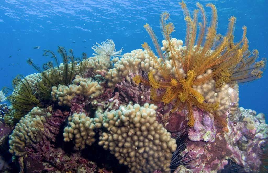 Fort Young Dive