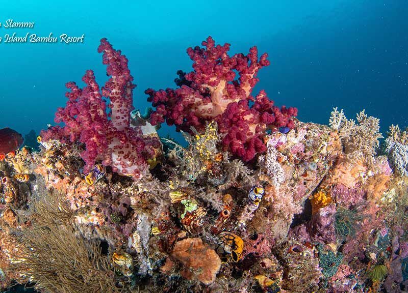 Proco Island Diving