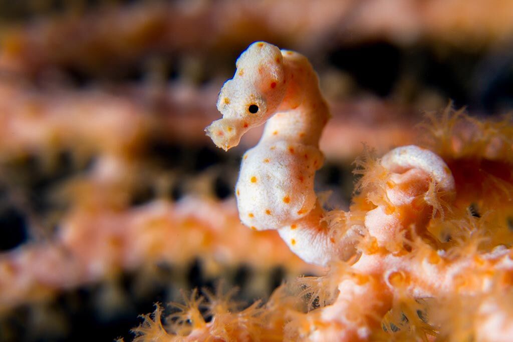 Critters@Lembeh Resort / Lembeh Divers
