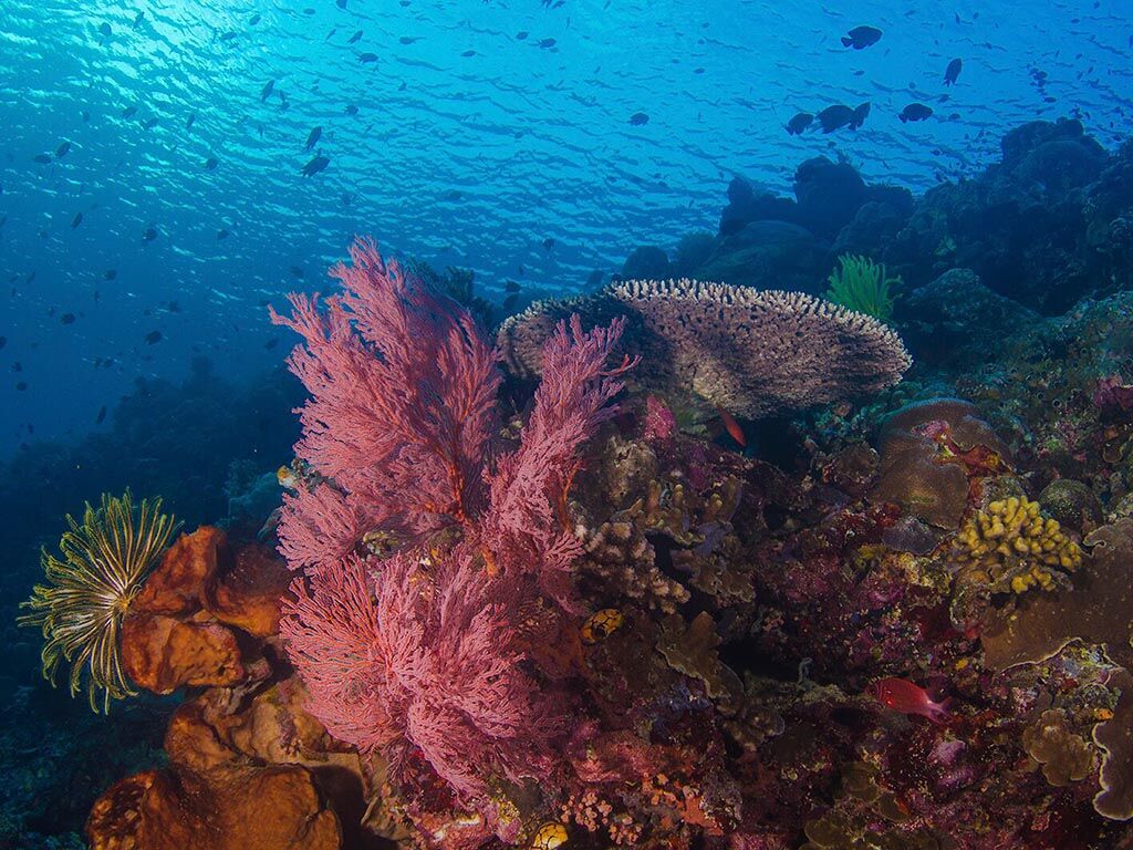 Bunaken Oasis PADI 5* Dive Center