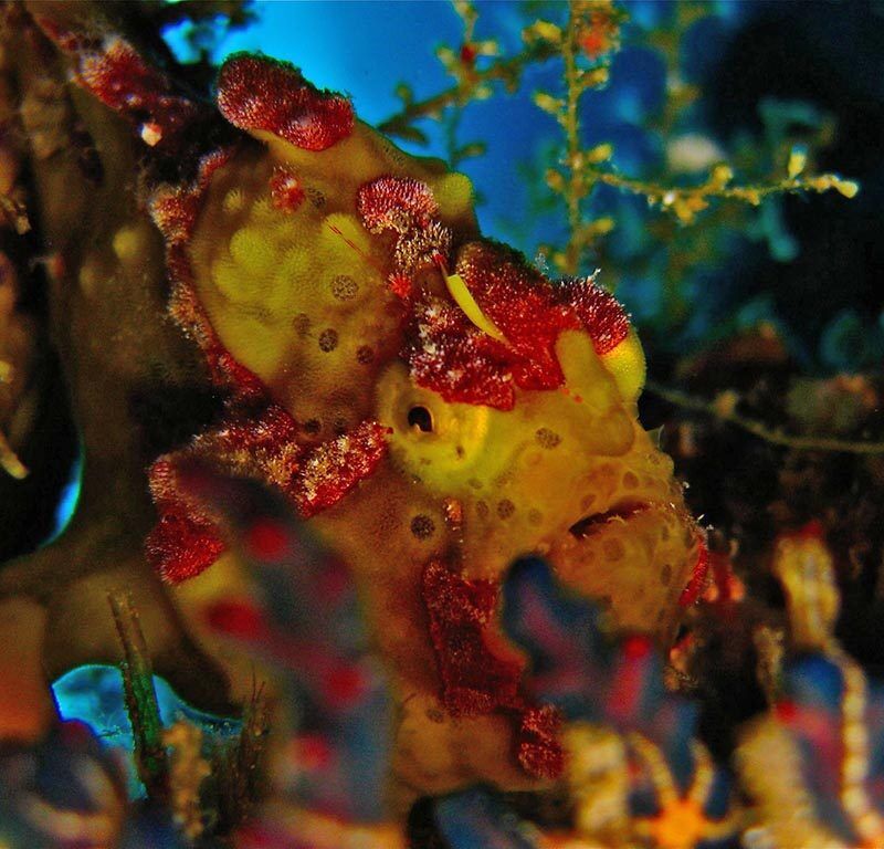 Two Fish Divers Bunaken