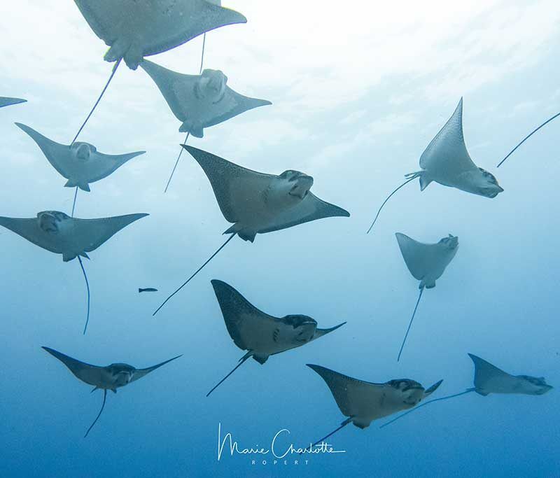 Bora Dive Center - (by Eleuthera)