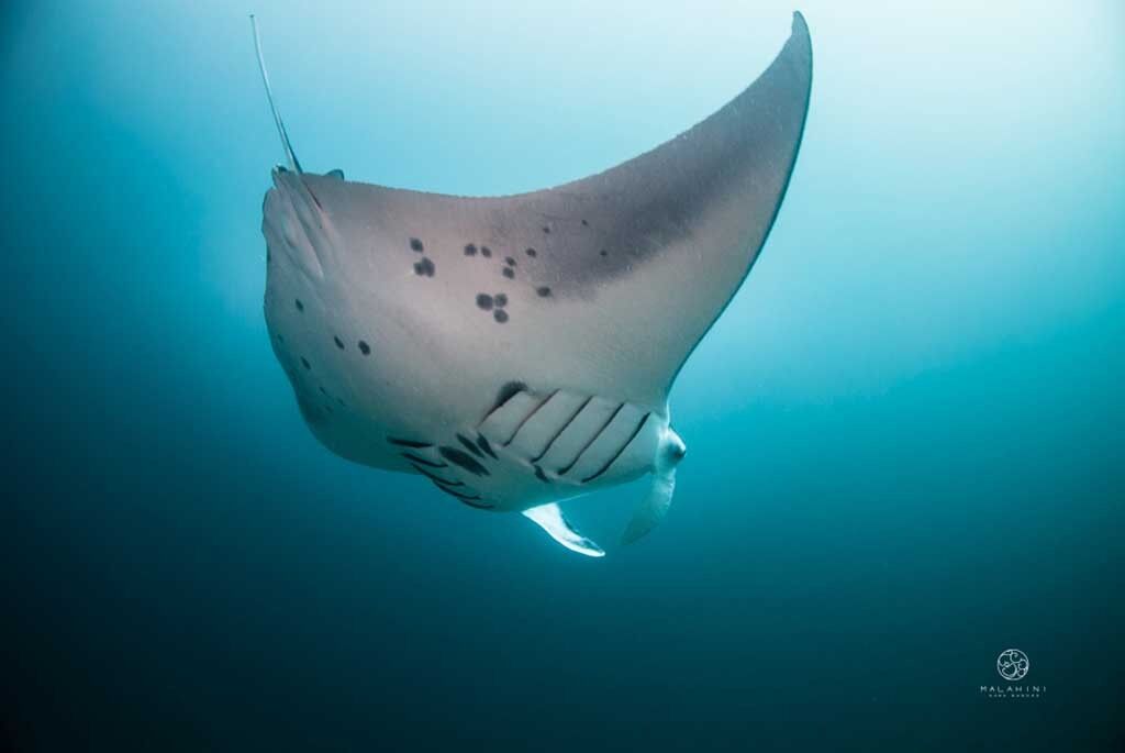 Marine Hub