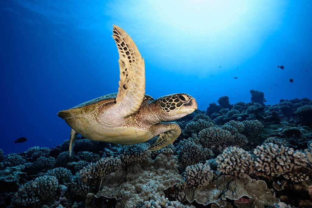Nemo'z Diving Center Moorea