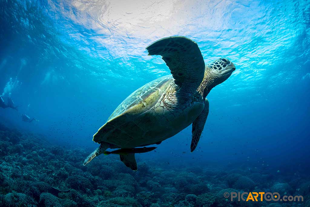 Visayas Tauchsafaris