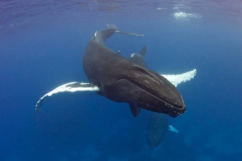 Sea Hunter - Buckelwal-Schnorchelsafaris