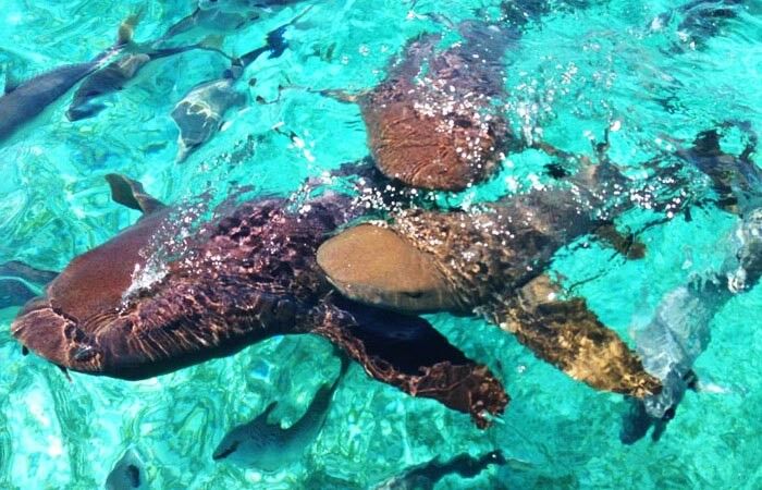 Tuff E Nuff Dive Center