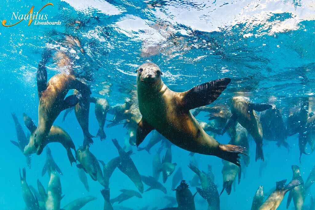 Mexiko: Gruppenreise Sea of Cortez, Juli 2026