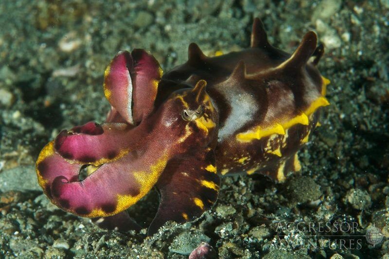 Philippines Aggressor