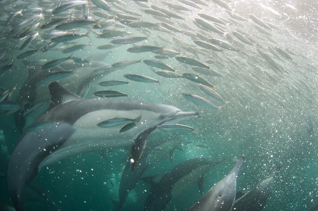 Sardine Run mit Blue Ocean Dive Center